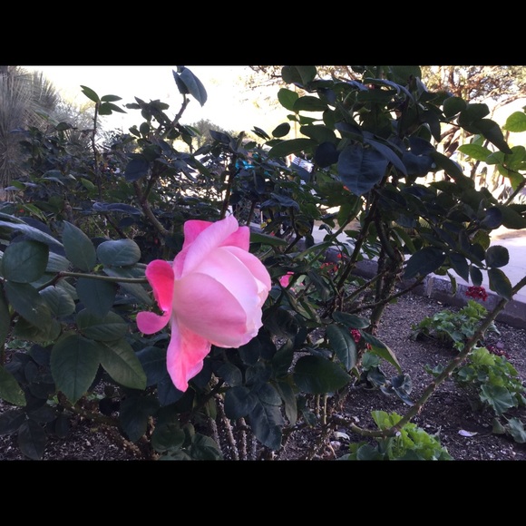 Meet your Posher, Pat - Picture 1 of 8